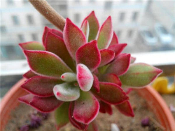 breeding method of jinhuangxing: watering