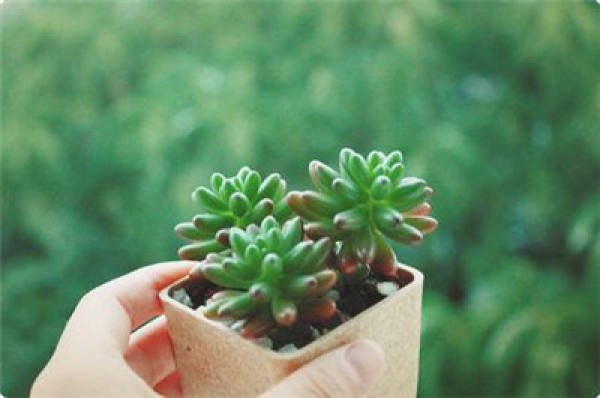 Rainbow jade breeding method: temperature