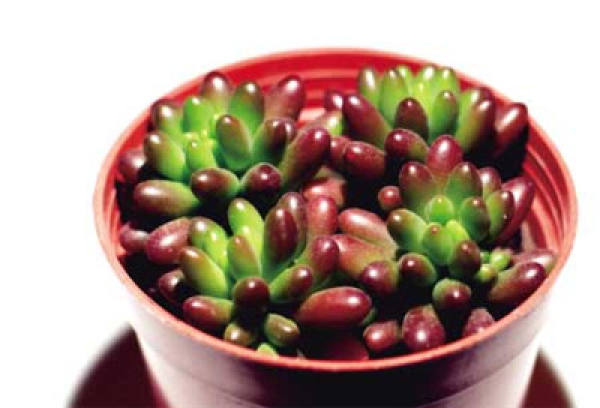 Rainbow jade breeding method: temperature
