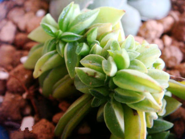 Zanthoxylum dolichocarpum with poor leaf condition