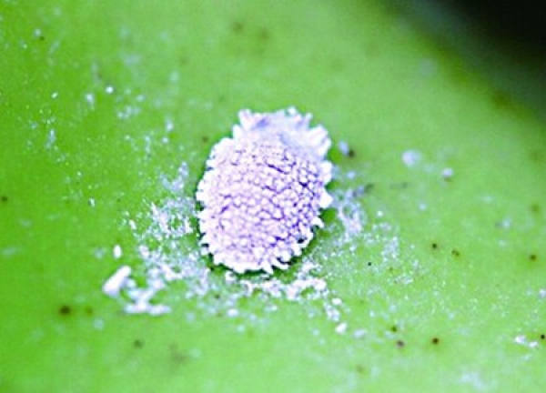 Zanthoxylum dolichocarpum with poor leaf condition