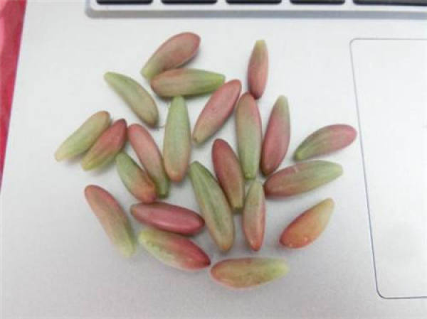 Rainbow Jade Cuttage
