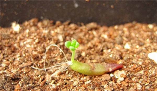 rainbow jade cutting