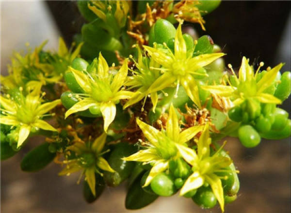 does the rainbow jade blossom? 