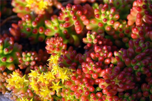 does the rainbow jade blossom? 