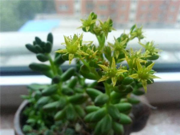does the rainbow jade blossom? 