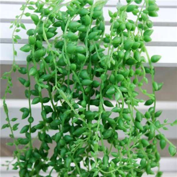 It is used to describe that the green bell grows slowly.