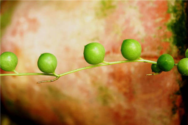 It is used to describe that the green bell grows slowly.