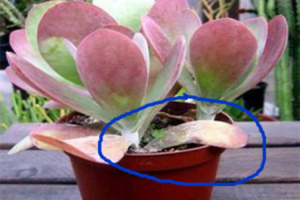 Tang Yin: watering is suitable for sprouting