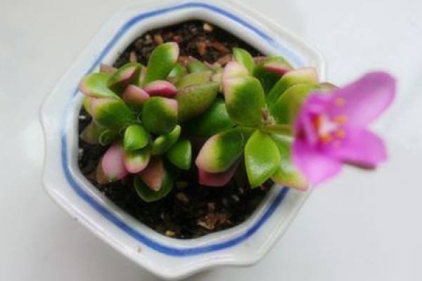 Chun Meng Dian Jin Beautiful Flower