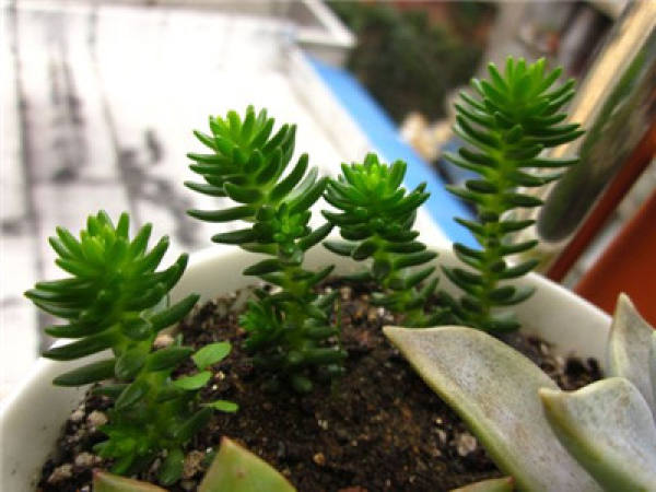 white pine