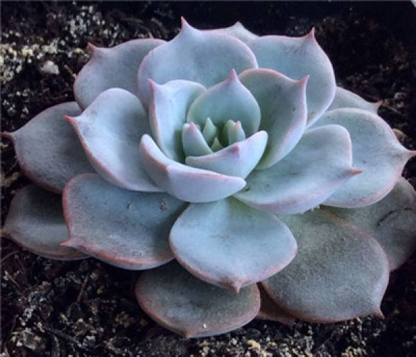 The growth of blue stone lotus needs more light.
