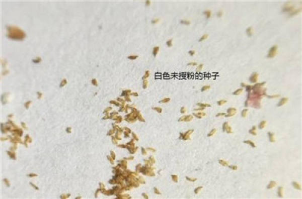 White fleshy seed