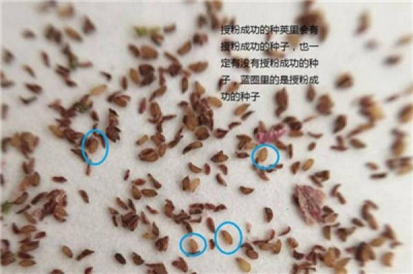 White fleshy seed