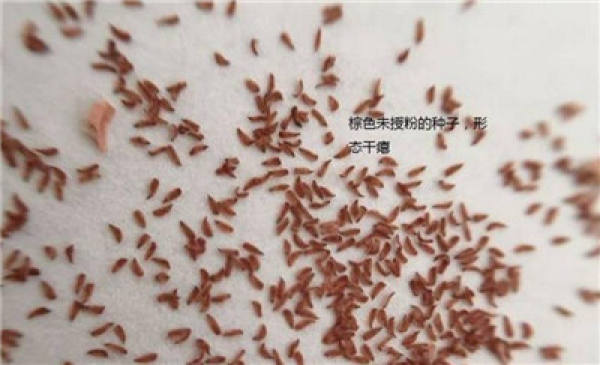 white fleshy seeds