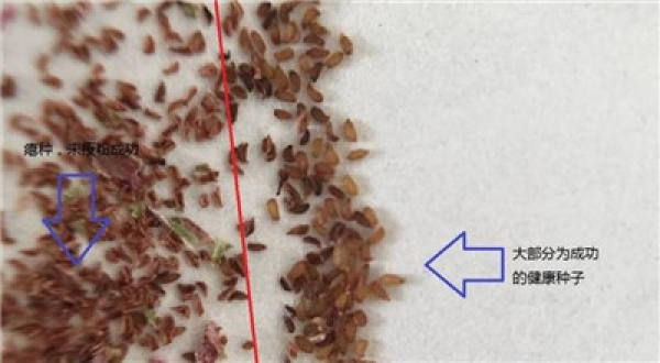 white fleshy seeds