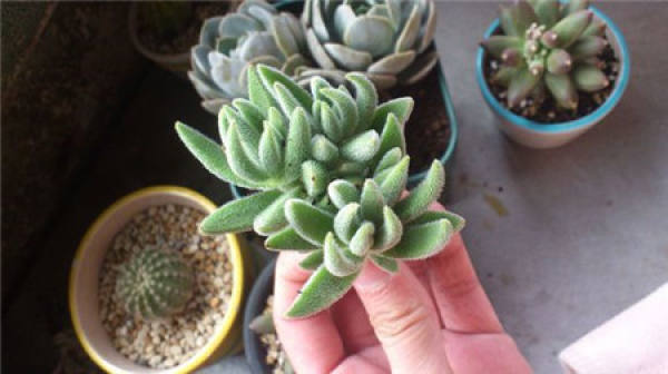 Velvet needle