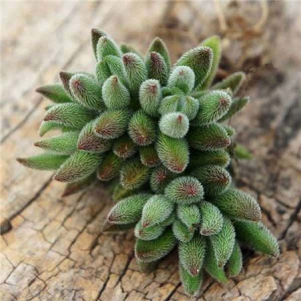 Propagation method of velvet needle