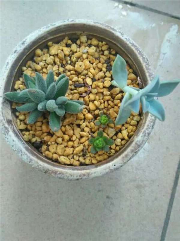 reproduction method of plush needle