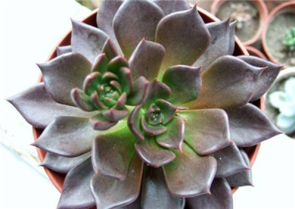 Black prince breed method: soil
