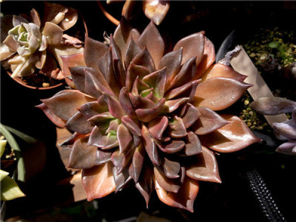 Black prince breed method: soil