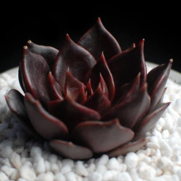 Black prince breed method: soil