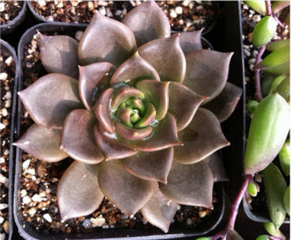 breeding method of Prince Hei: soil