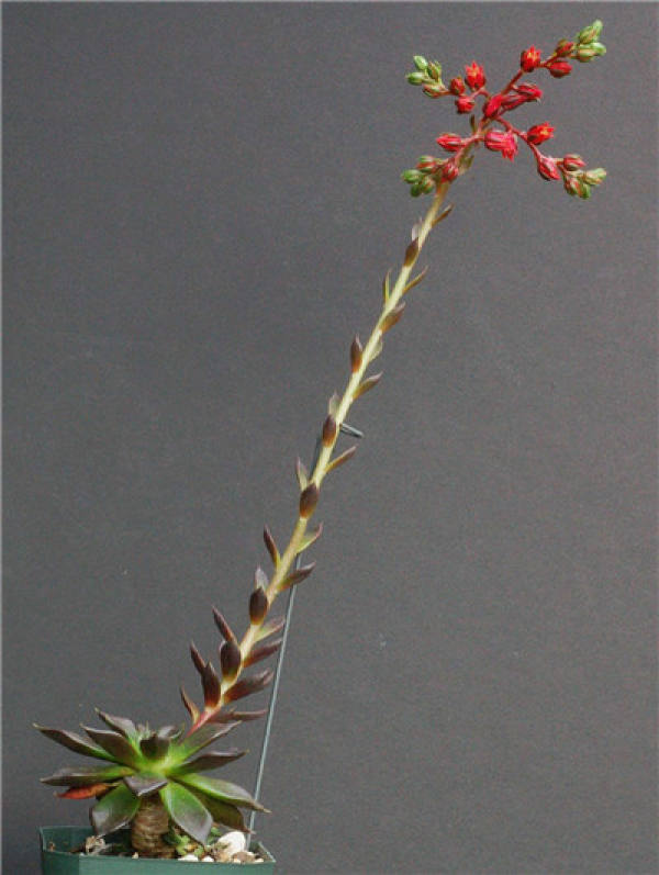 when does the black Prince bloom