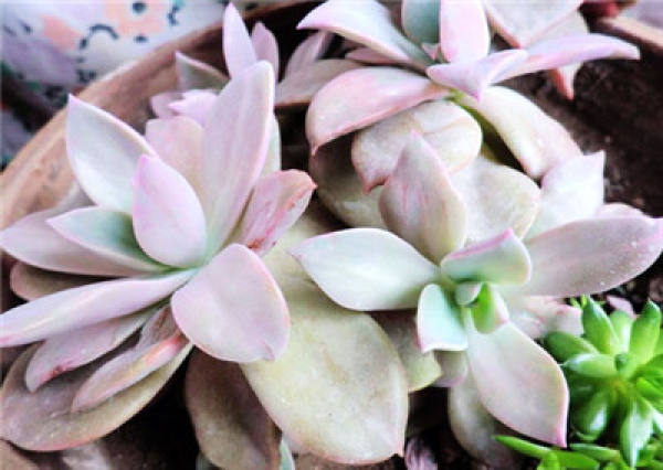 The breeding method of first love: light