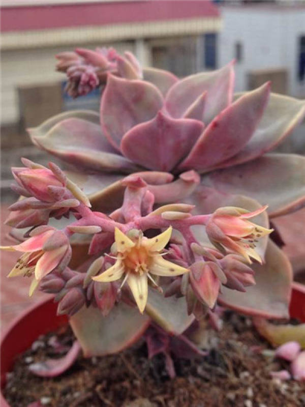 First love blossoms.