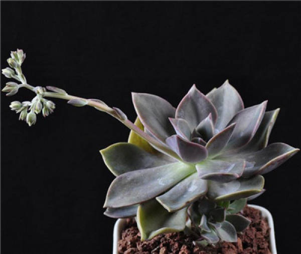 first love blossoms