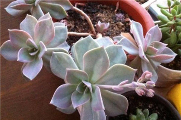 first love blossoms