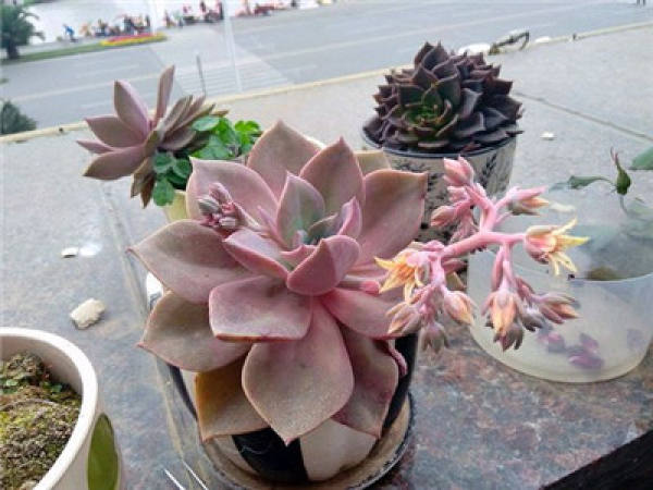 first love blossoms