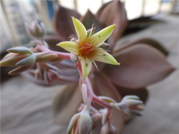 first love blossoms