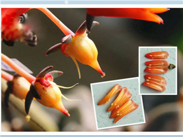 The flowers of succulent plants.