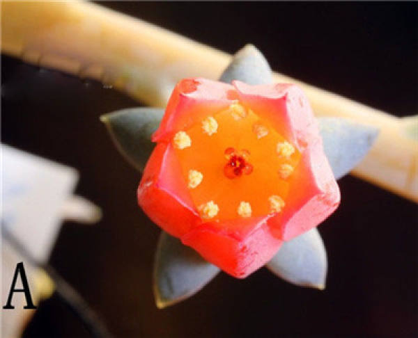 The flowers of succulent plants.
