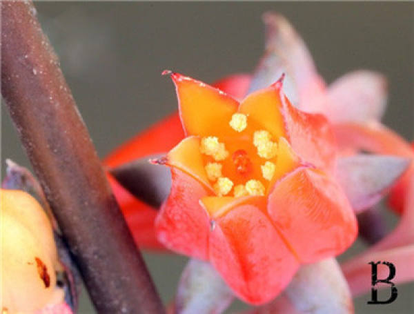 The flowers of succulent plants.