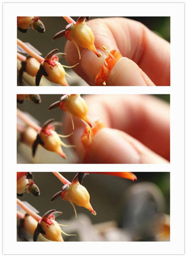 The flowers of succulent plants.