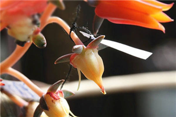 The flowers of succulent plants.