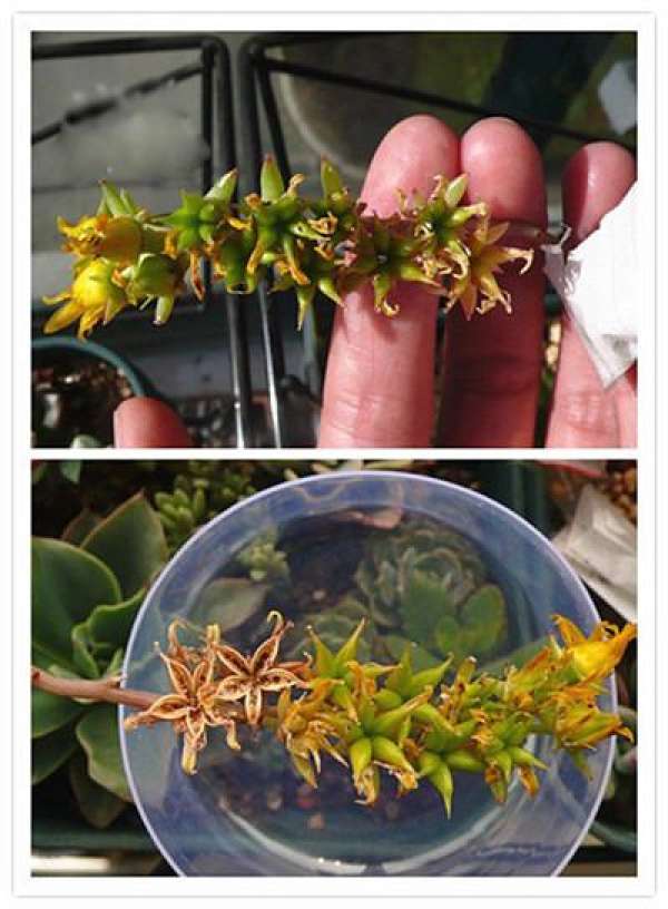 The flowers of succulent plants.