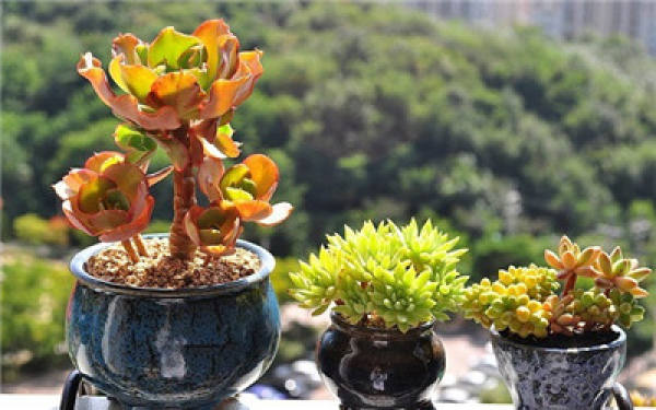 Conservation of Succulent Plants in Jun