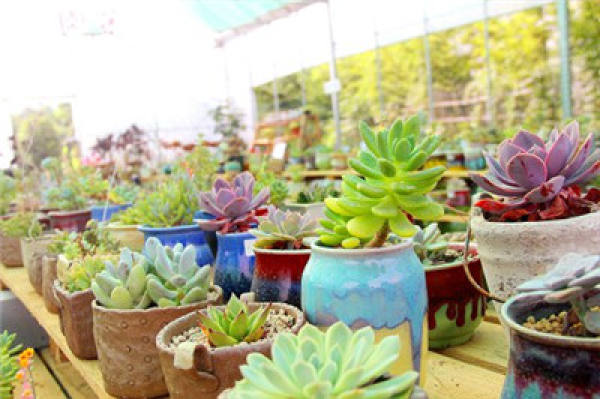 key points of succulent plant maintenance in June: light and ventilation