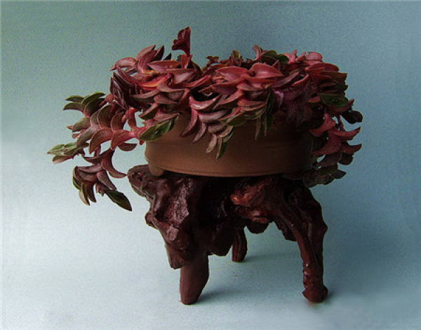 Succulent plant fan