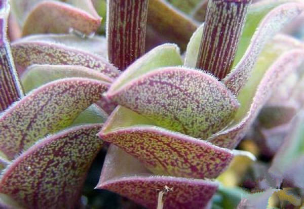 succulent plant fan