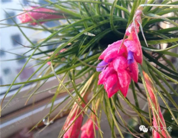 Air pineapple unde light