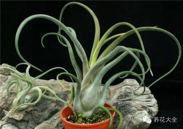 Air pineapple unde light