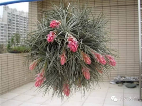 Air pineapple unde light