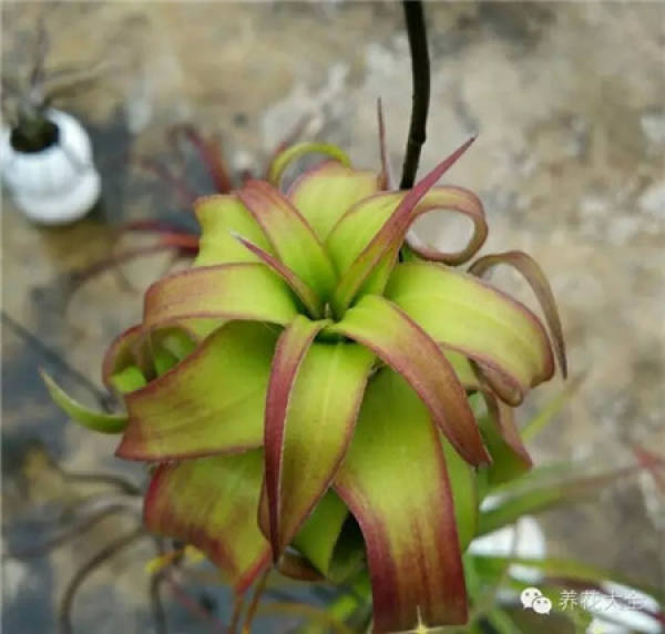 Air pineapple unde light