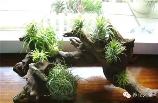 Air pineapple unde light