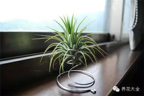 Air pineapple unde light